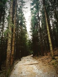 Footpath amidst trees in forest