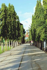 Footpath along trees