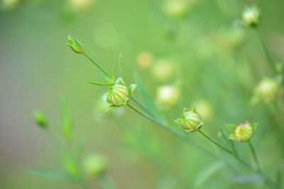 Close-up of flowering plant