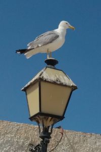 Low angle view of seagull perching on wall