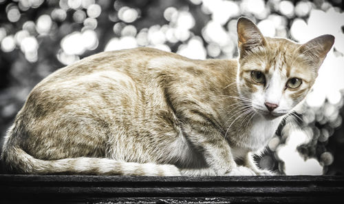 Close-up portrait of cat