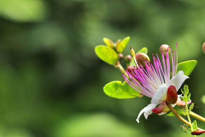 Close-up of pink flowering plant