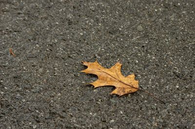 High angle view of maple leaf on road