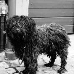 Close-up portrait of dog standing outdoors