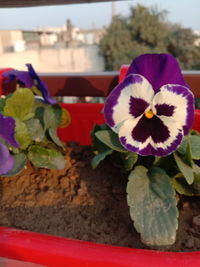 Close-up of pink flower pot