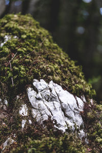 Close-up of moss growing on rock