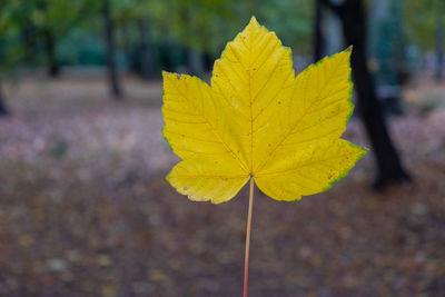 Close-up of yellow maple leaf on field