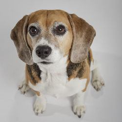 Close-up portrait of dog