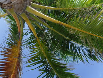 Low angle view of palm tree leaves