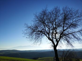 Bare tree against clear blue sky