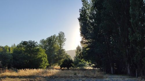 Trees on field against clear sky