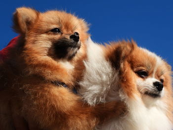 Close-up of two pomeranian dogs looking away