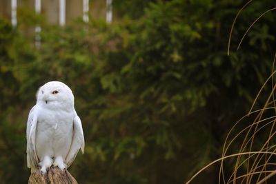 Owl with spread wings perching on tree