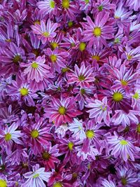 High angle view of pink flowering plants