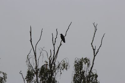 Low angle view of silhouette birds perching on bare tree against clear sky