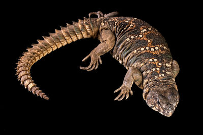 Close-up of snake against black background