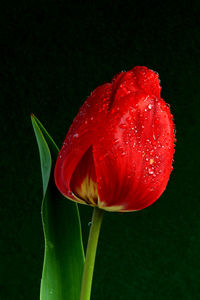 Close-up of red tulip against black background