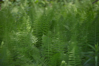 Close-up of pine tree