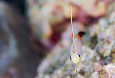 Close-up of fish in sea