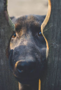 Close-up portrait of dog