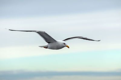 Seagull flying over sea against sky