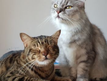 Close-up of cats at home