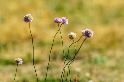 Close-up of pink flowering plants on field