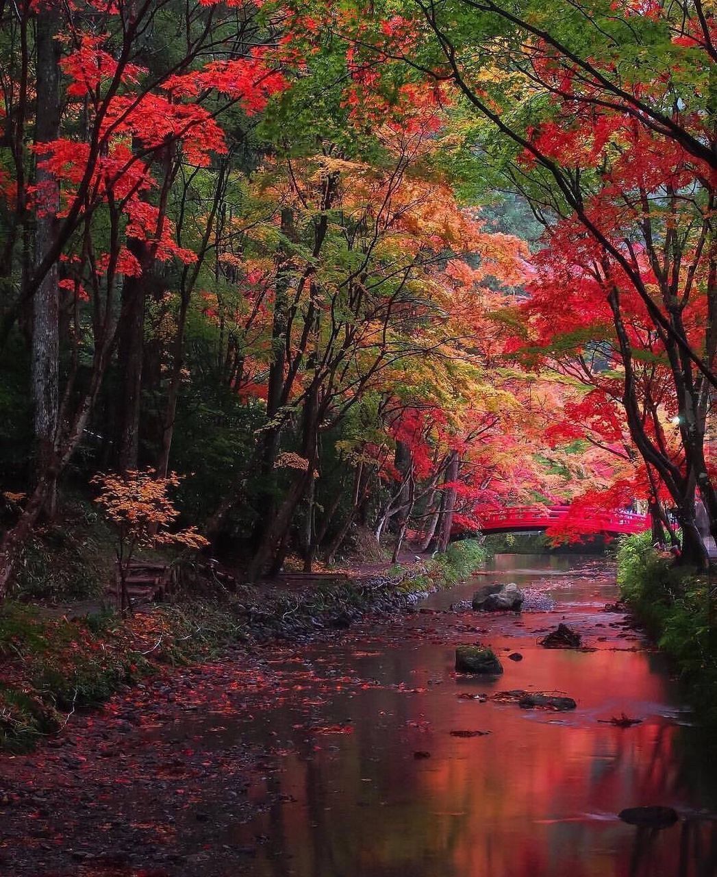 autumn, tree, nature, tranquility, beauty in nature, tranquil scene, change, scenics, forest, leaf, outdoors, water, growth, landscape, day, wilderness, no people, reflection, branch, travel destinations, sky