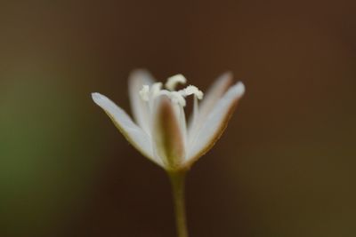 Close-up of white rose flower