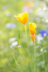 Close-up of yellow flowering plant on field