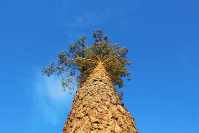 Low angle view of tree against blue sky