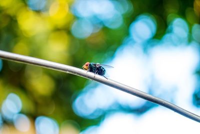 Close-up of fly on leaf