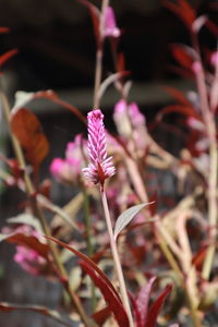 Close-up of pink flowering plant