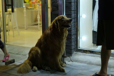 Low section of woman by golden retriever on sidewalk by shops