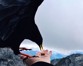 Cropped hand feeding bird on mountain