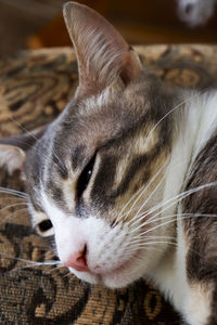 Close-up of cat with eyes closed