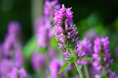 Close-up of purple flowering plant