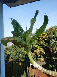 Close-up of succulent plant against sky