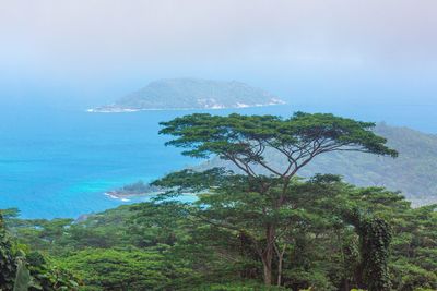 Scenic view of forest against sky