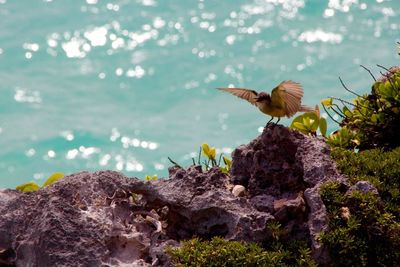 Close-up of eagle perching on rock by lake