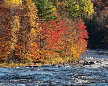 Scenic view of waterfall in forest during autumn