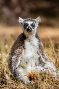 Ring tailed lemur looking at camera. isalo national park. madagascar