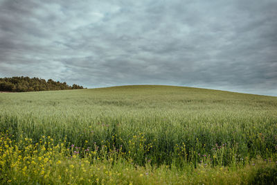 Scenic view of agricultural field against sky
