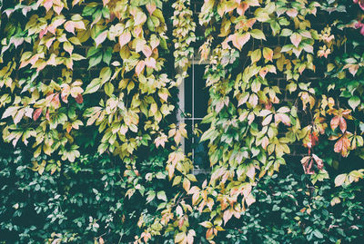 Close-up of ivy growing on plant