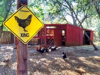 Chicken sign and poultry farm