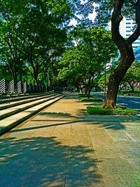 Footpath amidst trees in park