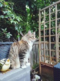Cat looking away in yard
