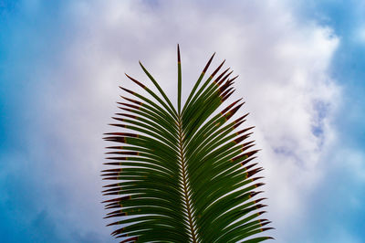 Low angle view of palm tree against sky