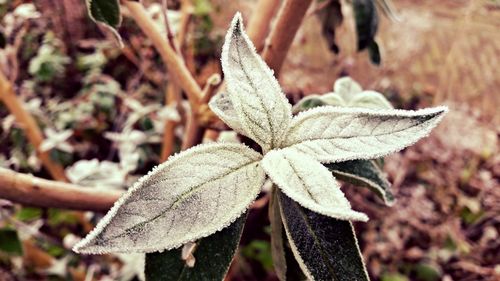 Close-up of plant