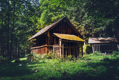 Wooden house amidst trees and plants in forest